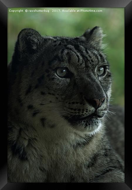 Snow Leopard Framed Print by rawshutterbug 