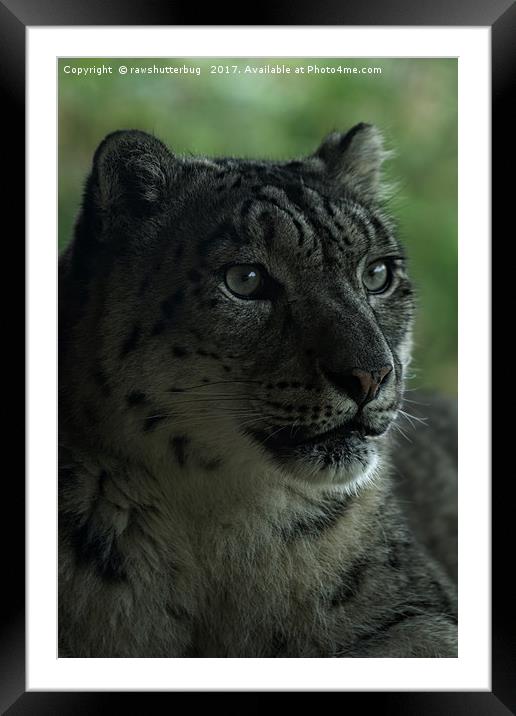 Snow Leopard Framed Mounted Print by rawshutterbug 