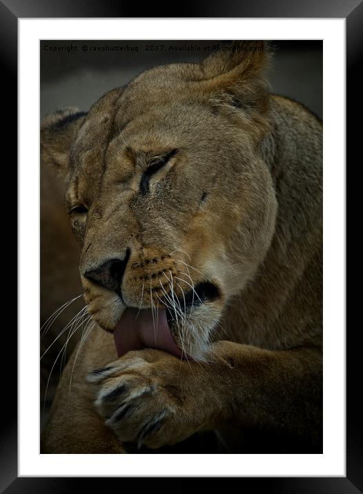 Lioness Licking Her Paw Framed Mounted Print by rawshutterbug 