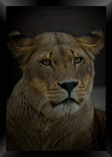 Lioness Portrait Framed Print by rawshutterbug 