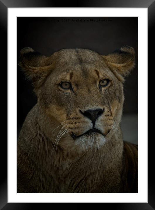 Lioness Portrait Framed Mounted Print by rawshutterbug 
