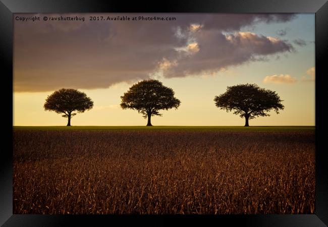 Three Trees At Golden Hour Framed Print by rawshutterbug 