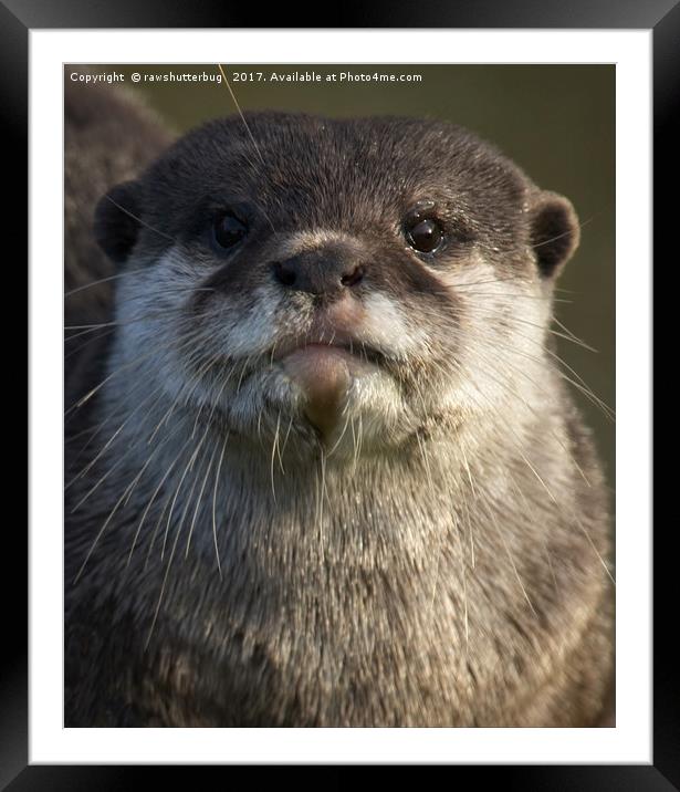 Otter Looking At You Framed Mounted Print by rawshutterbug 