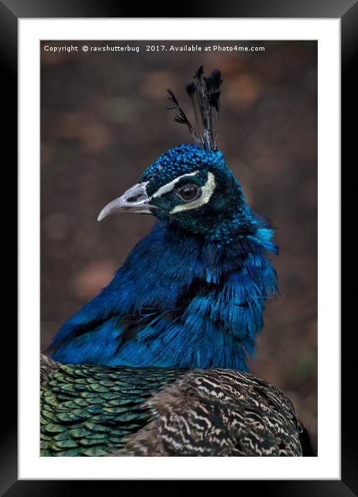 Peacock Portrait Framed Mounted Print by rawshutterbug 