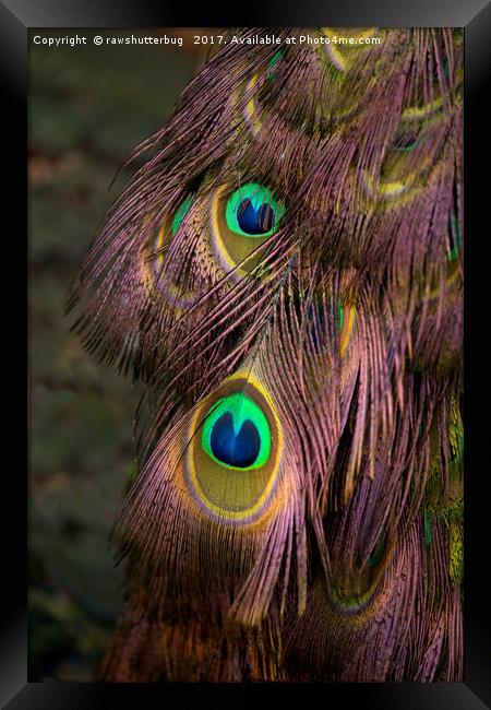 Peacock Feathers Framed Print by rawshutterbug 