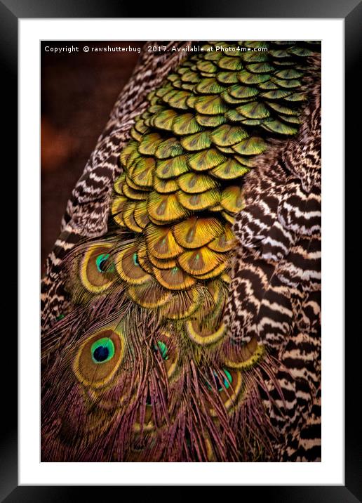 Peacock Tail Feathers Framed Mounted Print by rawshutterbug 