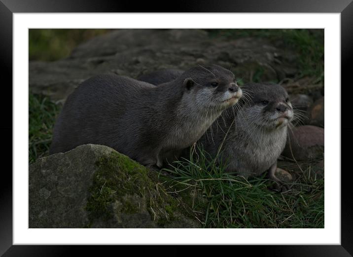 Otter Pair Framed Mounted Print by rawshutterbug 
