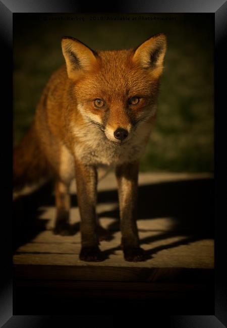 The Wild Red Fox Framed Print by rawshutterbug 