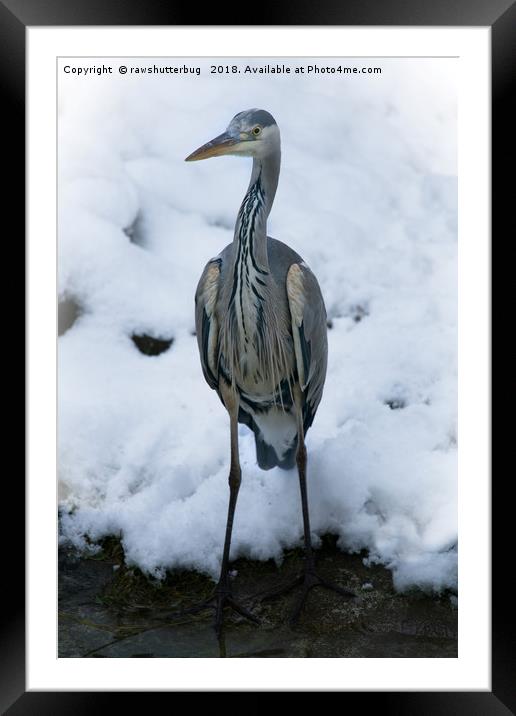 Grey Heron Framed Mounted Print by rawshutterbug 