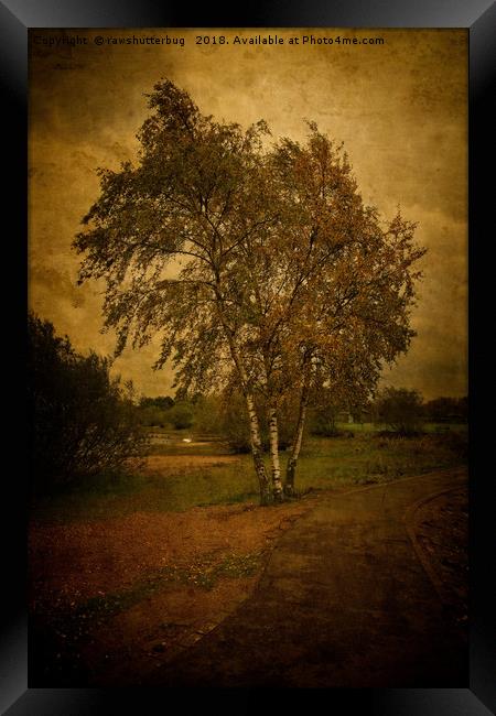 A Single Birch Tree Framed Print by rawshutterbug 