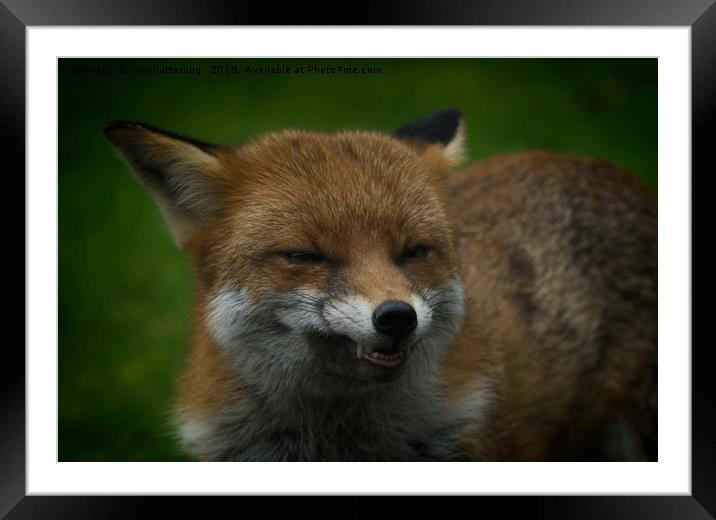 Wild Red Fox Showing Its Teeth Framed Mounted Print by rawshutterbug 