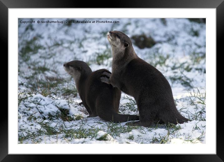 Otters In The Snow Framed Mounted Print by rawshutterbug 