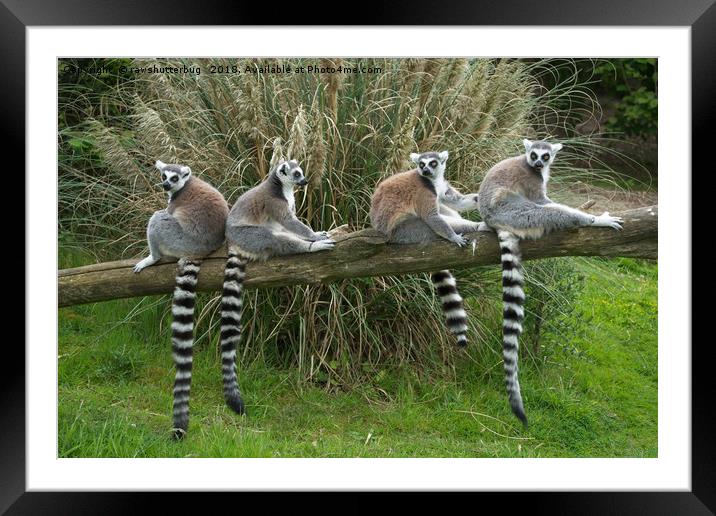 Ring Tail Lemurs Framed Mounted Print by rawshutterbug 