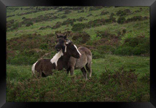 Wild Dartmoor Foals Framed Print by rawshutterbug 