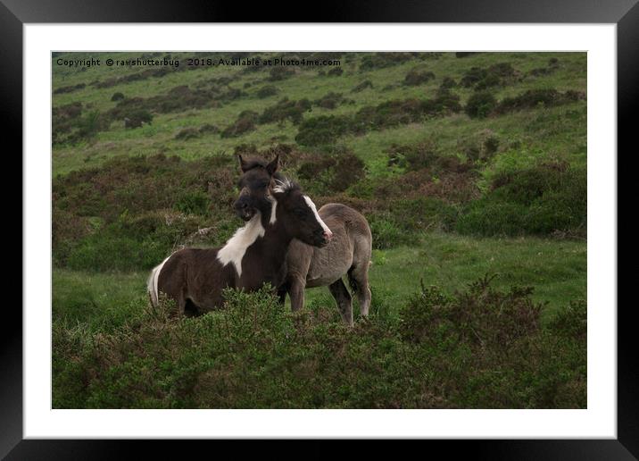 Wild Dartmoor Foals Framed Mounted Print by rawshutterbug 