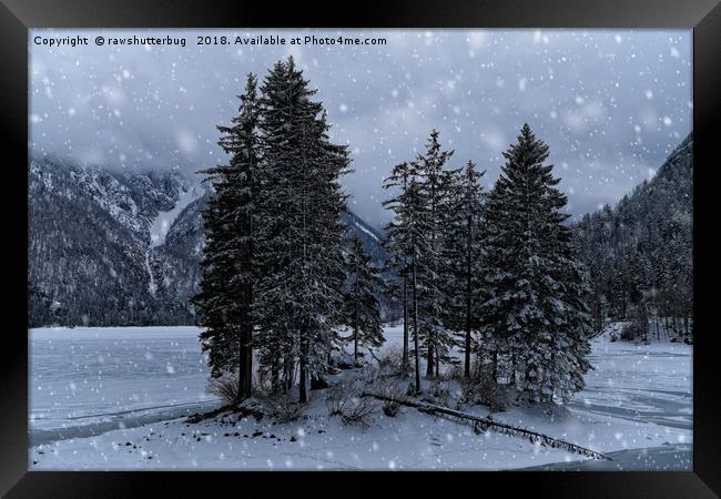Trees At The Frozen Lago del Predil Framed Print by rawshutterbug 