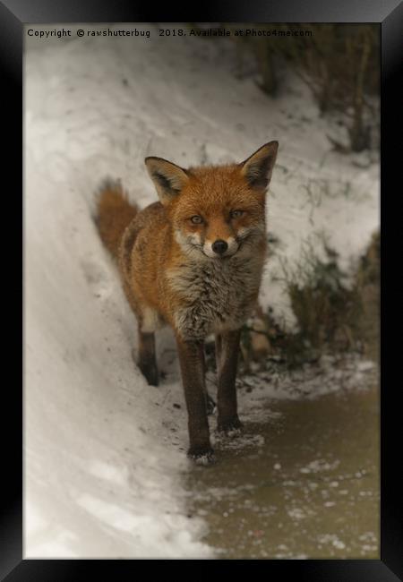 Wild Red Fox In The Winter Framed Print by rawshutterbug 