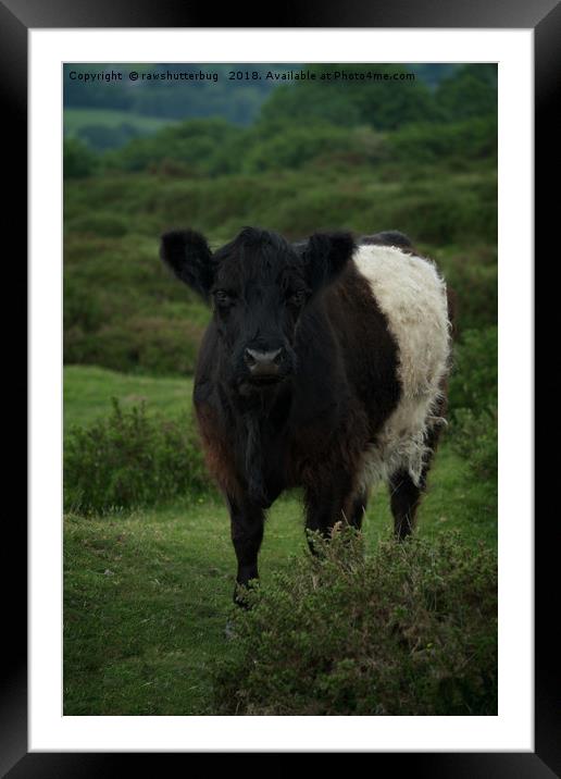 Belted Galloway Cow Framed Mounted Print by rawshutterbug 