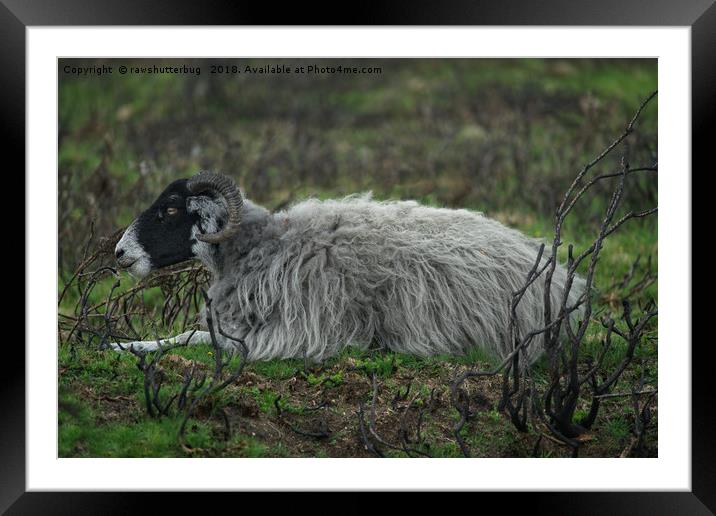 Scottish Blackface Sheep Framed Mounted Print by rawshutterbug 