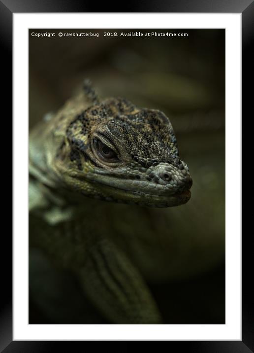 Philippine Sailfin Lizard Framed Mounted Print by rawshutterbug 