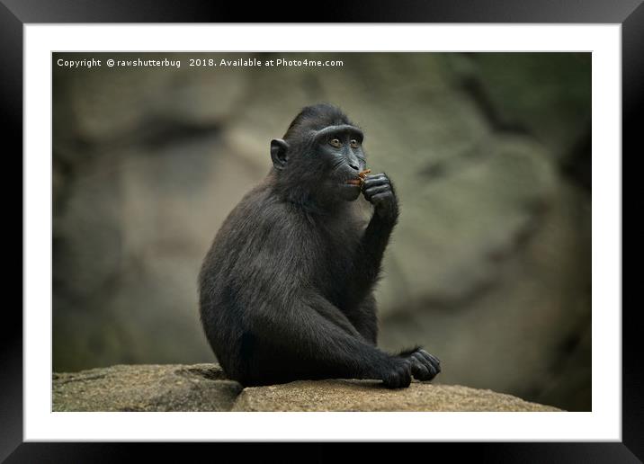 Celebes Crested Macaque Youngster Framed Mounted Print by rawshutterbug 