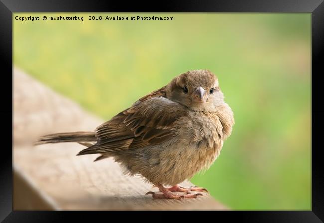 Baby Bird Framed Print by rawshutterbug 