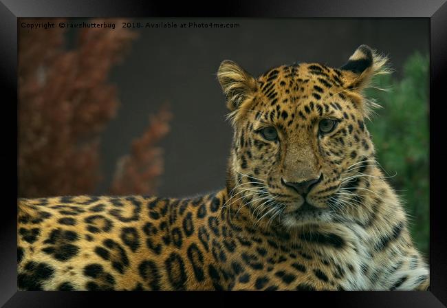 Young Amur Leopard Framed Print by rawshutterbug 