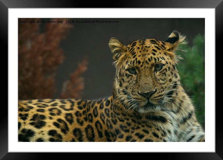 Young Amur Leopard Framed Mounted Print by rawshutterbug 