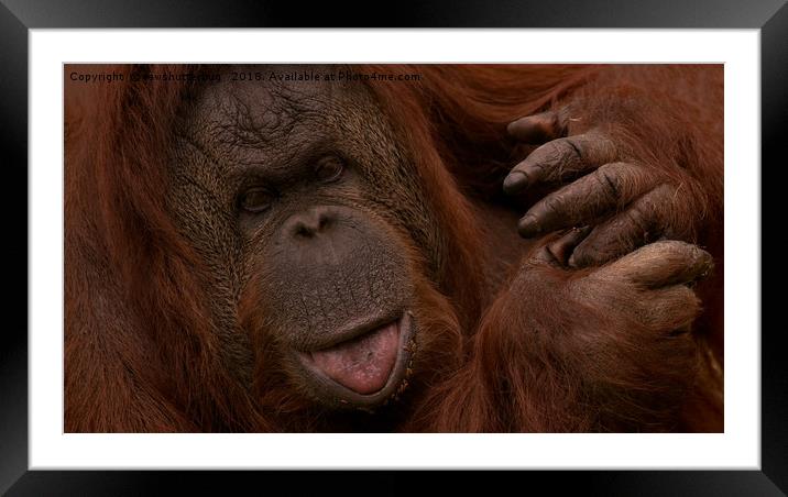Orangutan Close-Up                                Framed Mounted Print by rawshutterbug 