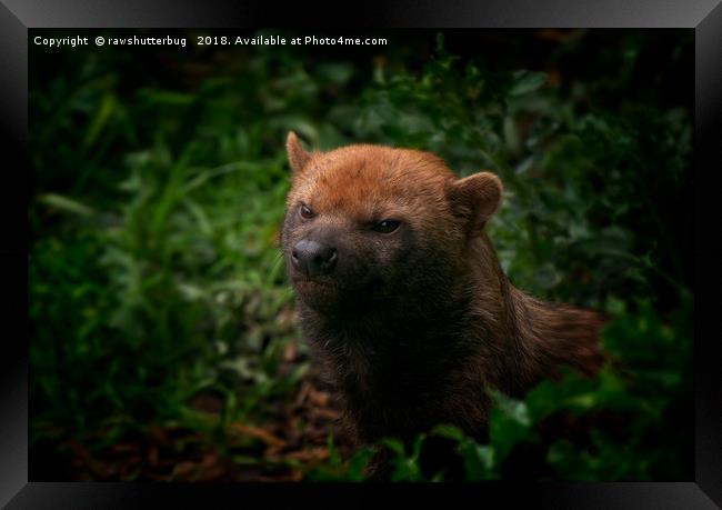 Bush Dog Framed Print by rawshutterbug 