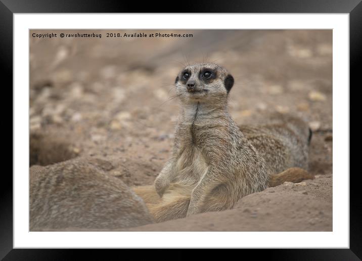 Meerkat Framed Mounted Print by rawshutterbug 