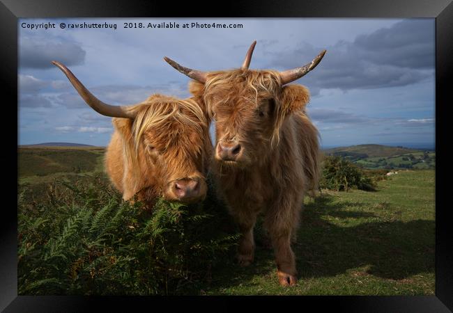 Highland Cows Framed Print by rawshutterbug 