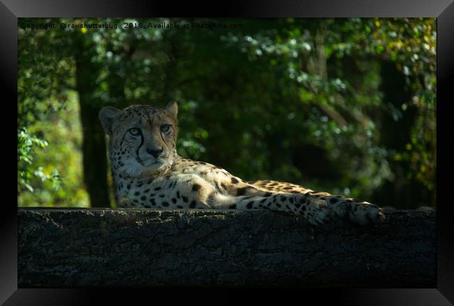 Resting Cheetah Framed Print by rawshutterbug 