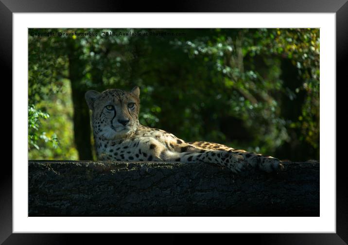 Resting Cheetah Framed Mounted Print by rawshutterbug 