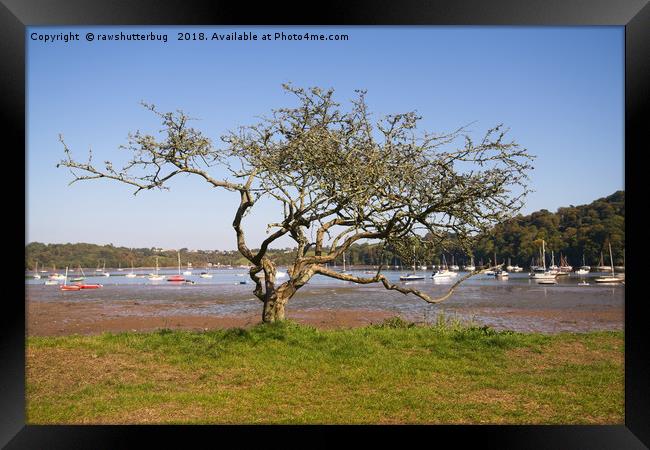 Dittisham Single Tree Framed Print by rawshutterbug 