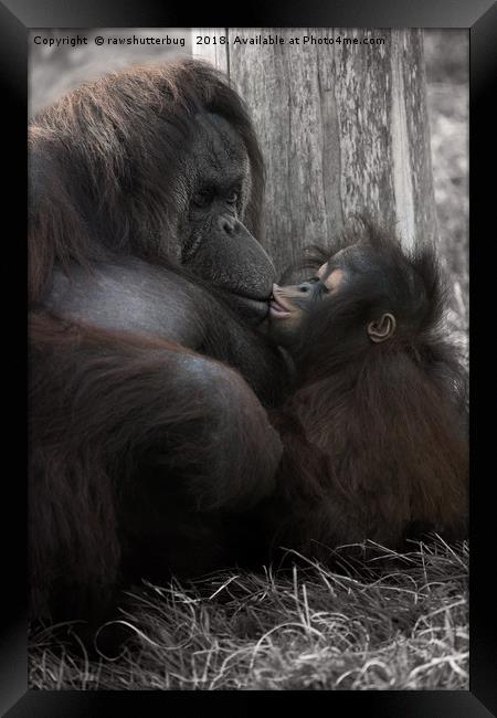 Baby Orangutan Kissing Her Mum Framed Print by rawshutterbug 