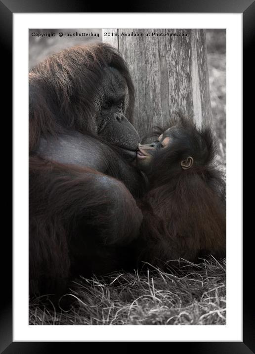 Baby Orangutan Kissing Her Mum Framed Mounted Print by rawshutterbug 