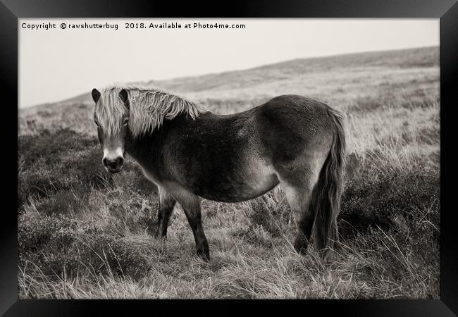 Exmoor Pony Bronze Framed Print by rawshutterbug 