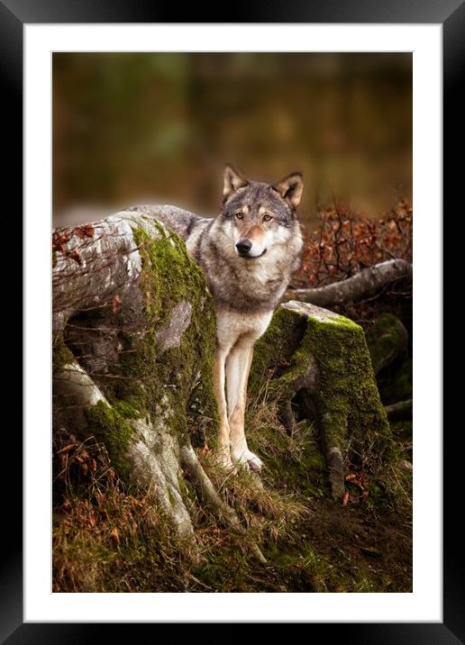 Grey Wolf Framed Mounted Print by rawshutterbug 