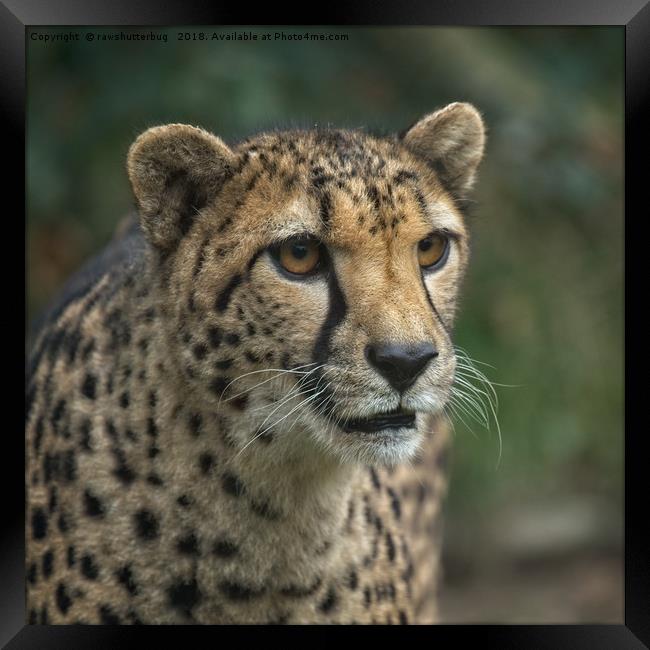 Cheetah's Face Framed Print by rawshutterbug 