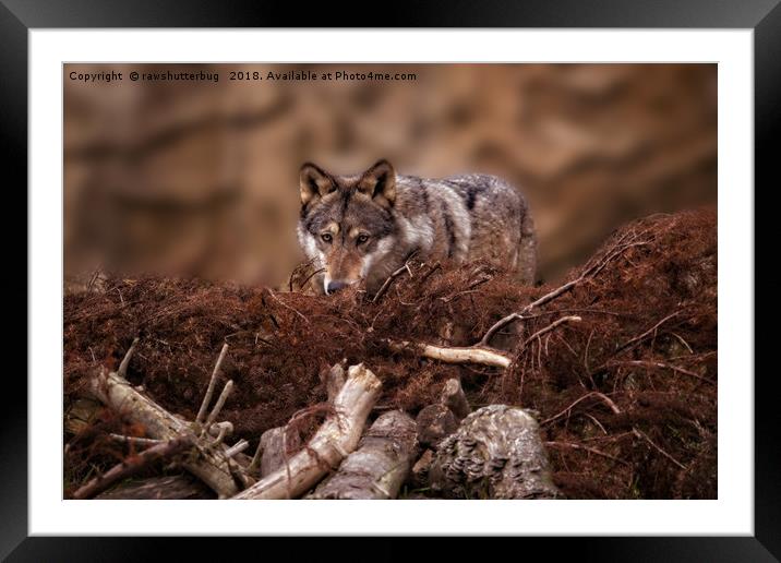 Grey Wolf Framed Mounted Print by rawshutterbug 