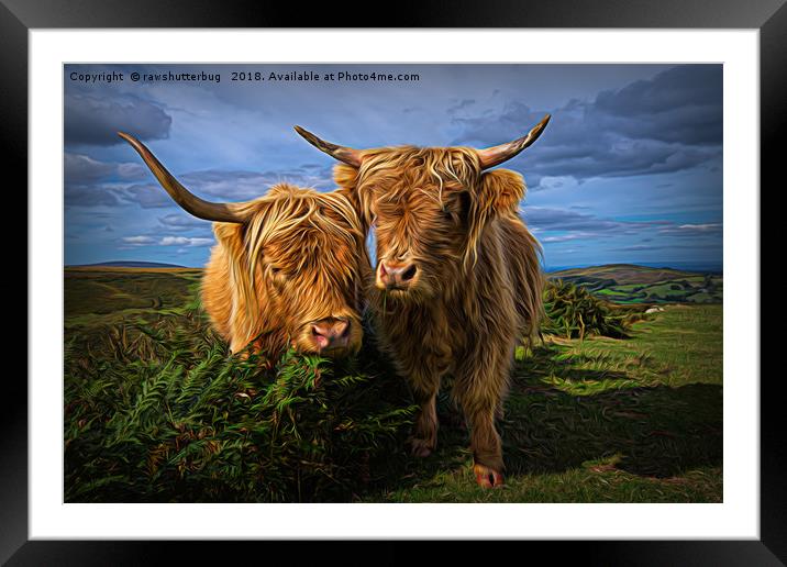 Highland Cows Framed Mounted Print by rawshutterbug 