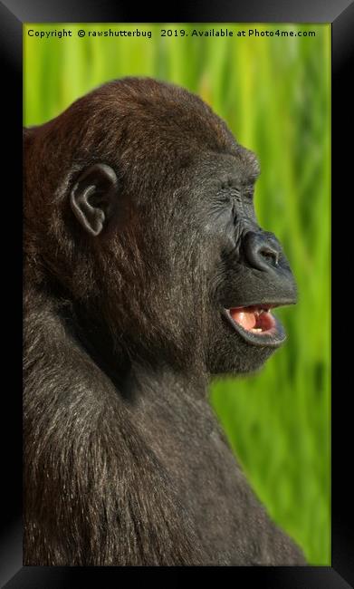 Gorilla Lope In The Sunshine Framed Print by rawshutterbug 