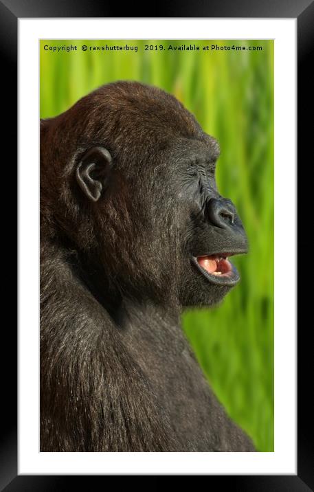 Gorilla Lope In The Sunshine Framed Mounted Print by rawshutterbug 