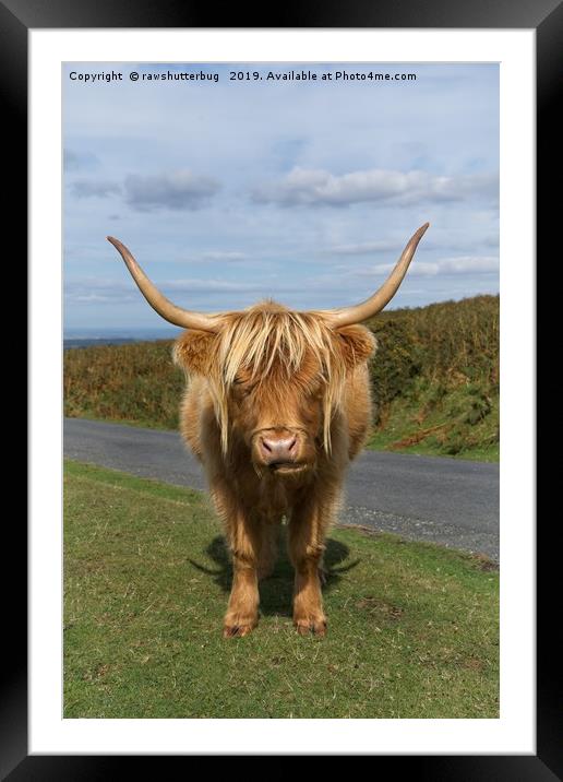 Highland Cow Framed Mounted Print by rawshutterbug 