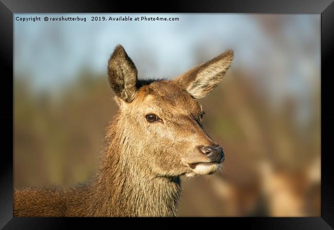 Wild Red Deer Framed Print by rawshutterbug 