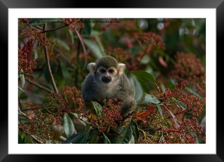 Squirrel Monkey Framed Mounted Print by rawshutterbug 