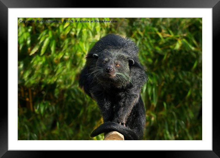 Binturong Looking At You Framed Mounted Print by rawshutterbug 