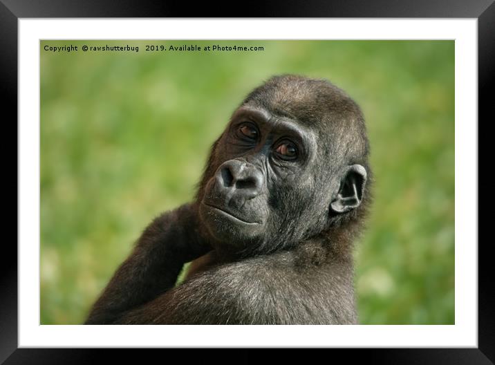 Gorilla Shufai Looking Over His Shoulder Framed Mounted Print by rawshutterbug 