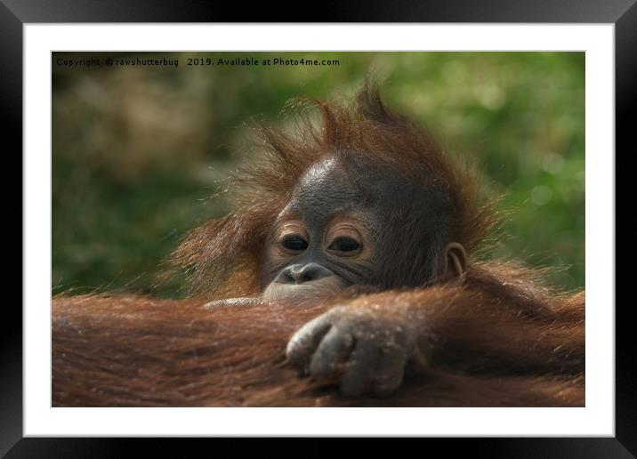 Baby Orangutan Framed Mounted Print by rawshutterbug 